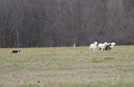 moss herding sheep